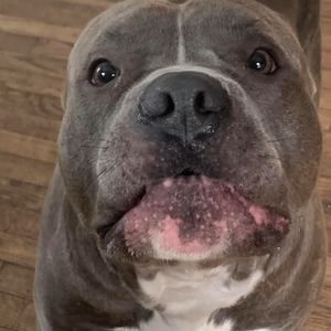 Meet your Posher, Sammy